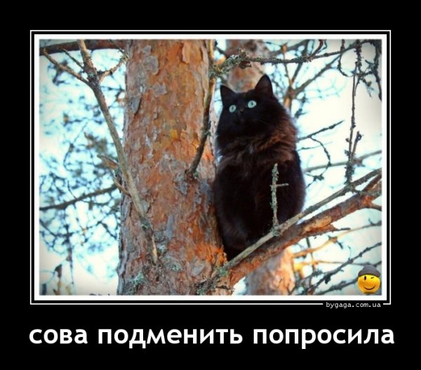 Совы юмор демотиватор