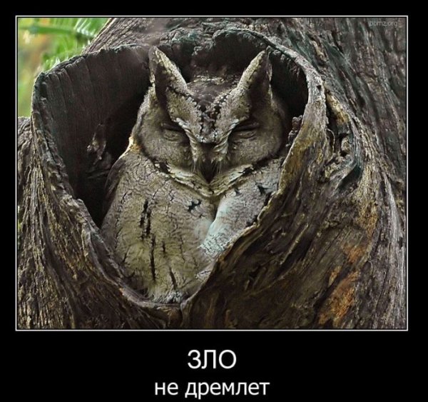 Филин демотиватор