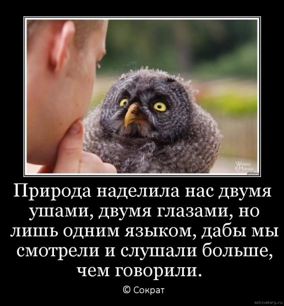 Прикольные Совы демотиваторы