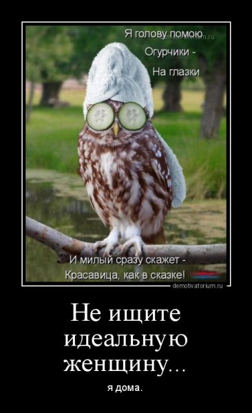 Прикольные Совы с надписями