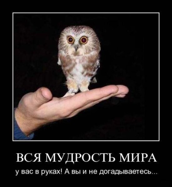 Сова демотиватор