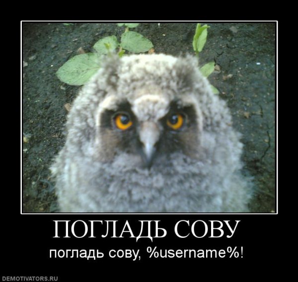 Сова демотиватор