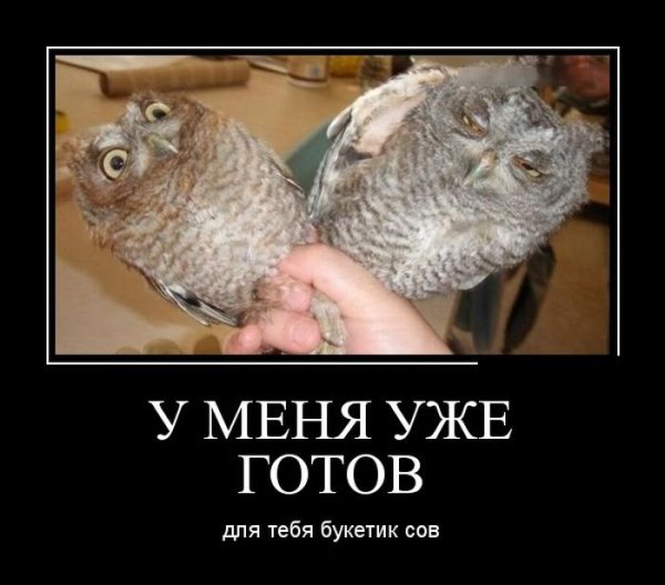 Совенок гопник