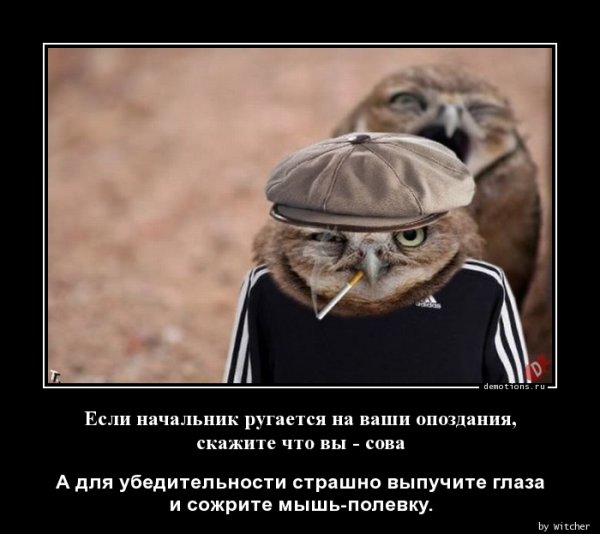 Совы на планерке в понедельник