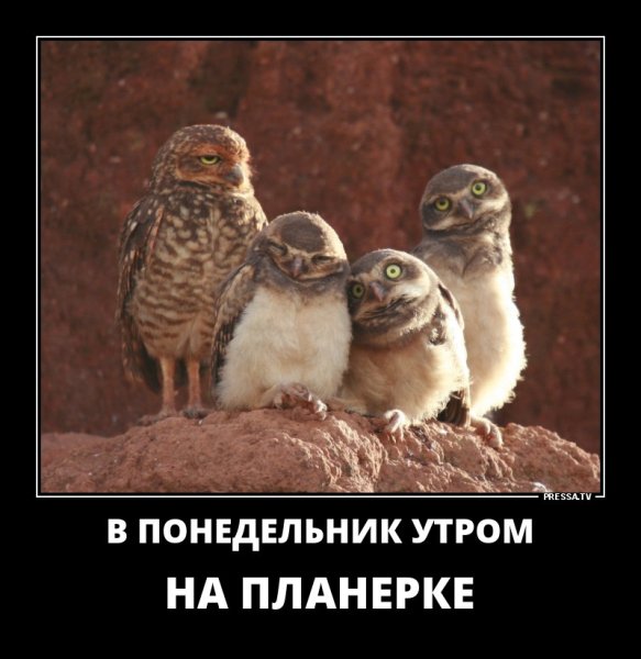 Сова студент