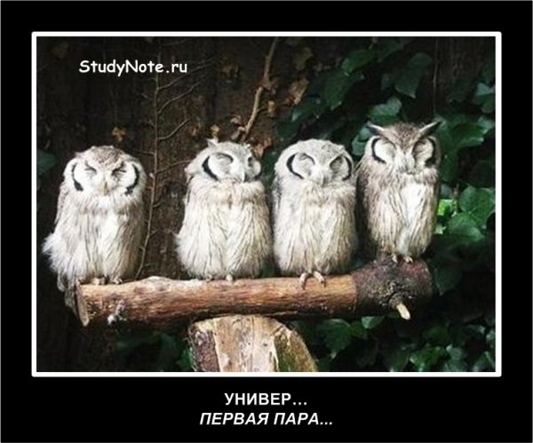 Уставшая Сова