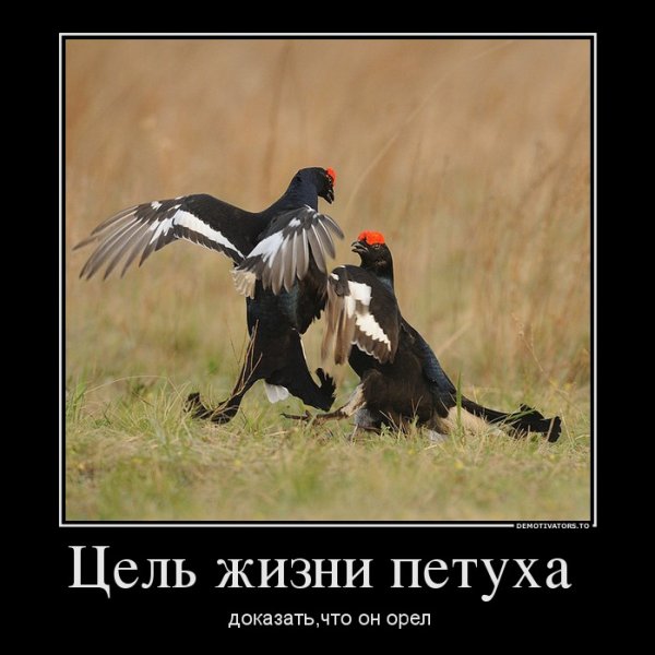 Петух демотиватор