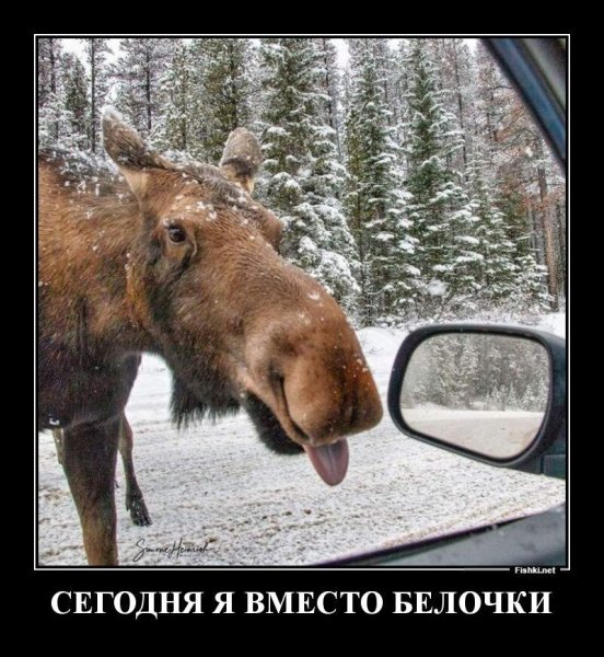 Демотиватор про лосей и депутата