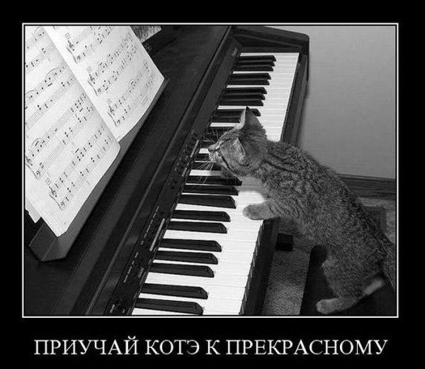 Котик пианист