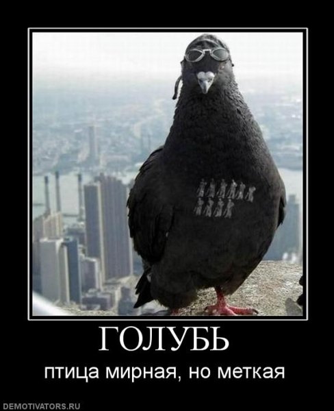 Голубь демотиватор