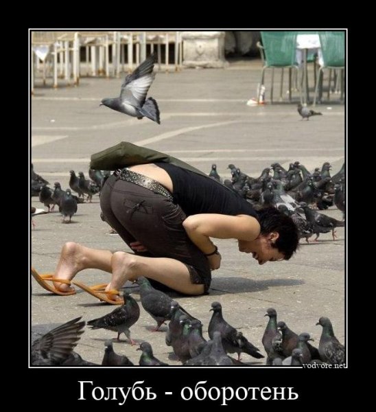 Голубь юмор