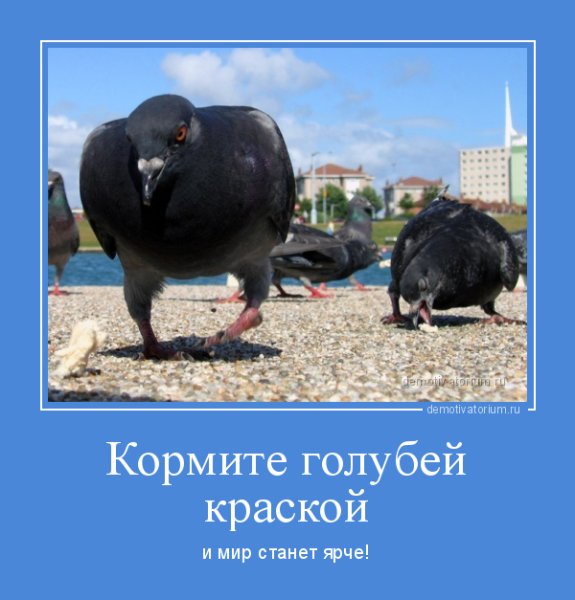 Голубь юмор
