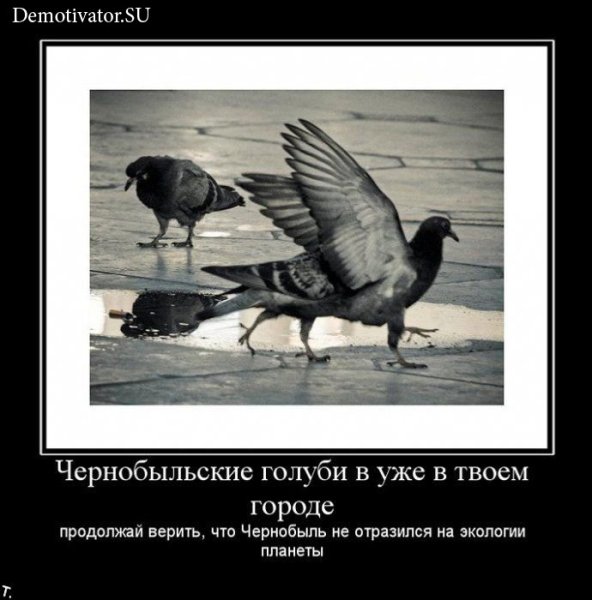 Голубь демотиватор