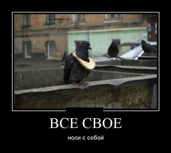 Символ достатка у голубей