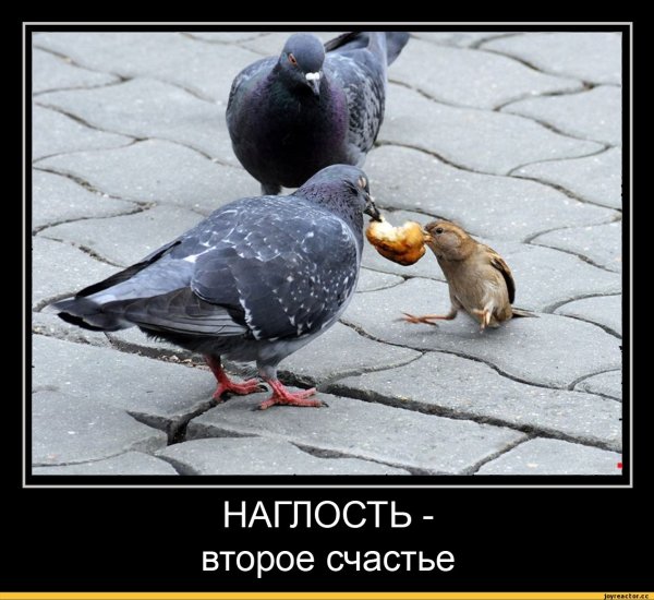 Голубь демотиватор