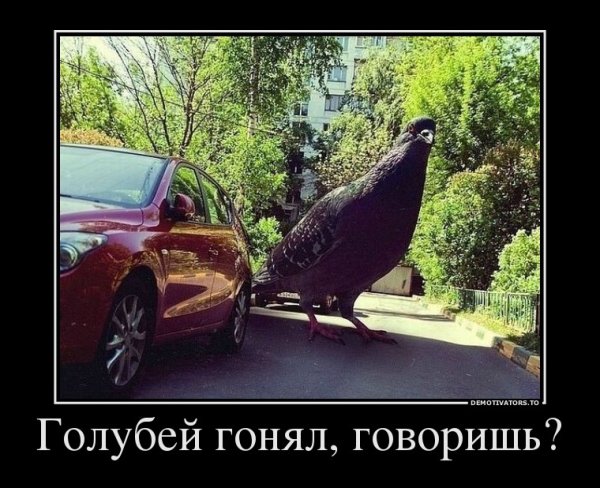 Голуби на машине