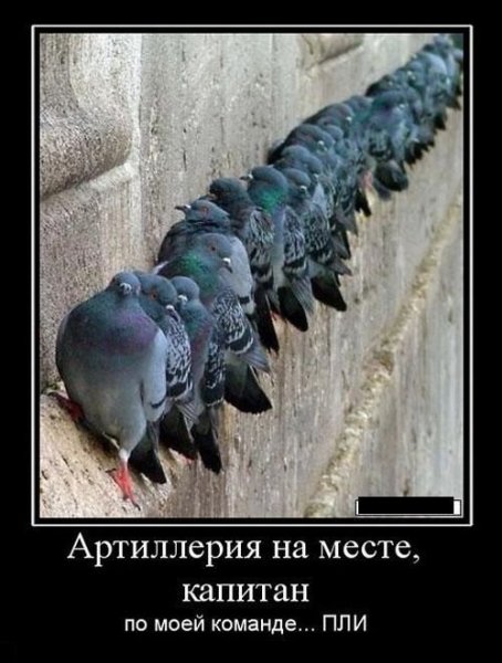 Голубь демотиватор