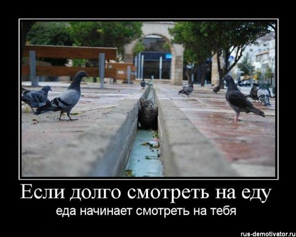 Голубь демотиватор