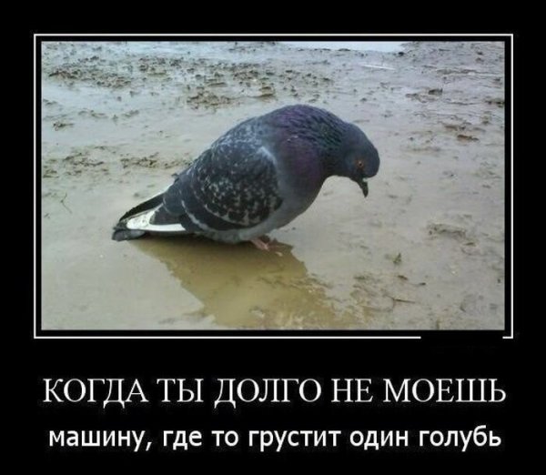 Шутки про голубей