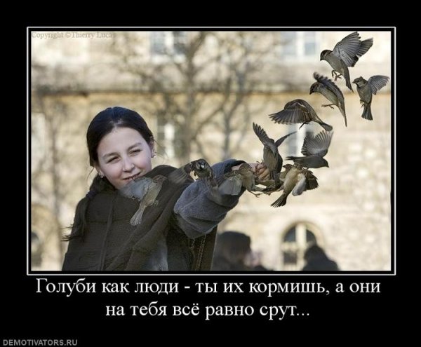 Голубь демотиватор