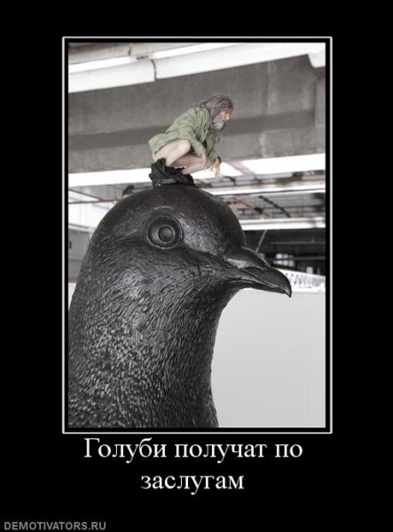 Голубь демотиватор