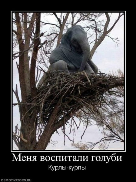 Голубь демотиватор