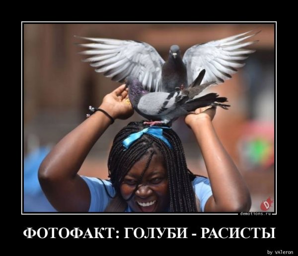 Голубок демотиватор