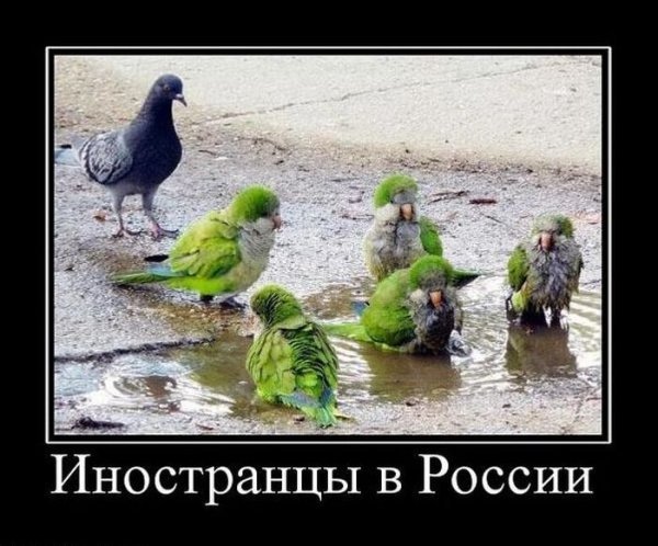 Попугай демотиватор