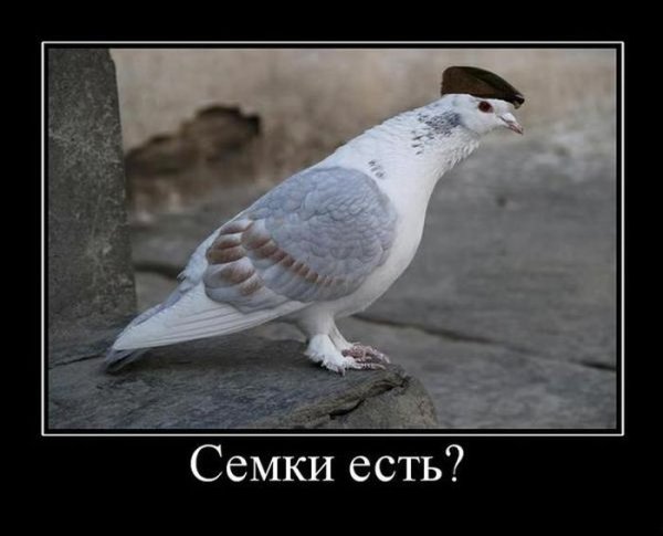 Голубь демотиватор