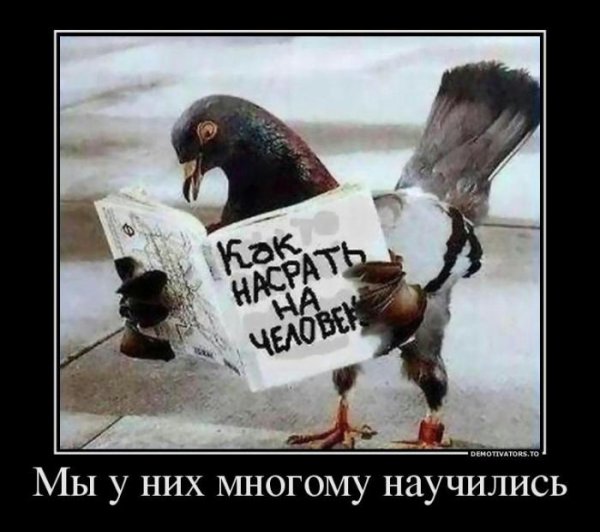 Голубь Наташа Мем