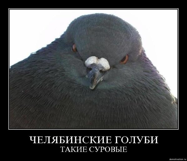 Голубь Мем