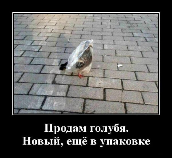 Голубь демотиватор