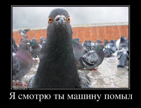 Шутки про голубей