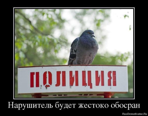 Голубь полицейский