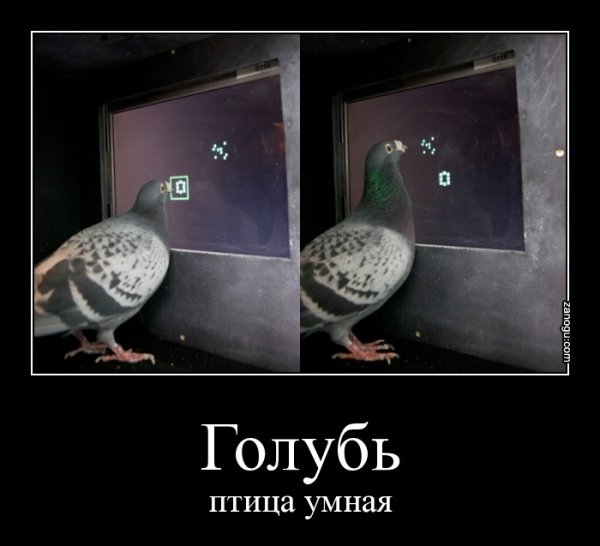 Голубь демотиватор