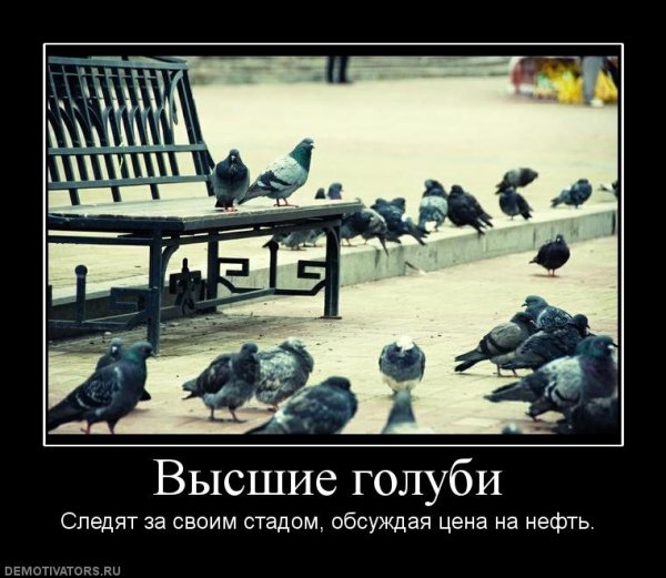 Голубь прикол
