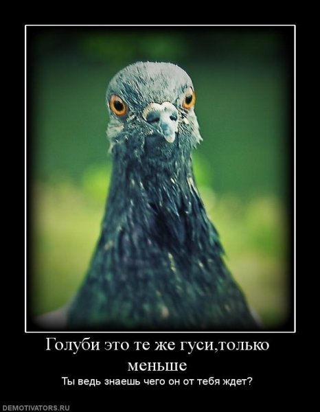 Шутки про голубей