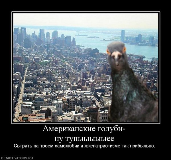 Голубь демотиватор