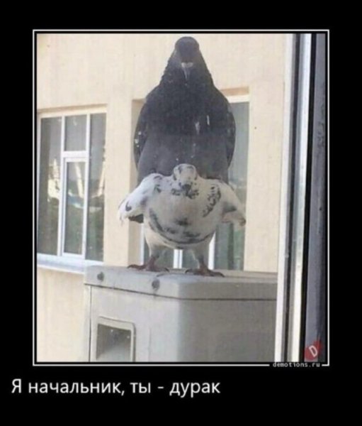 Почтовый голубь демотиватор