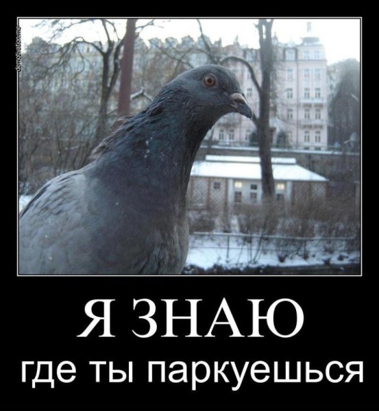 Голубь гадит