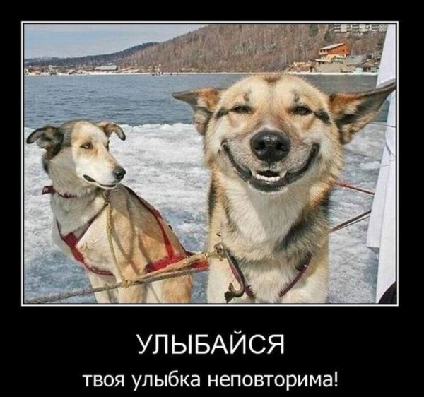 Собака-улыбака демотиватор