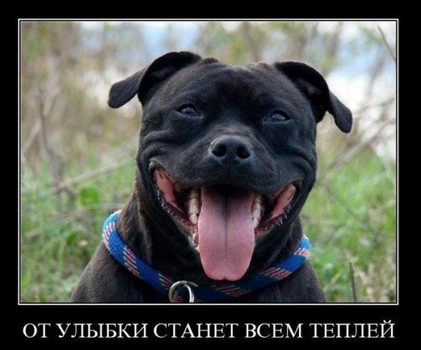 Прикольные демотиваторы с надписями