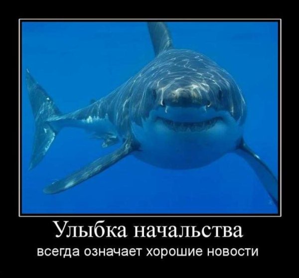 Акула демотиватор