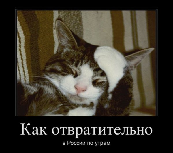 Шутки про собак