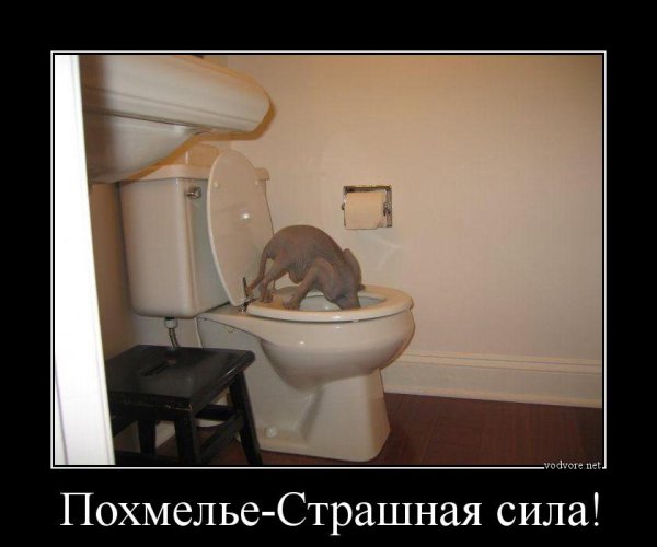 Приколы про похмелье в картинках