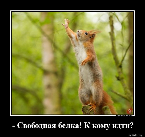 Белочка демотиватор