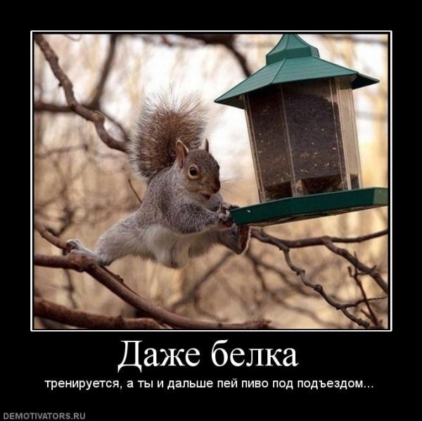 Белочка пришла юмор