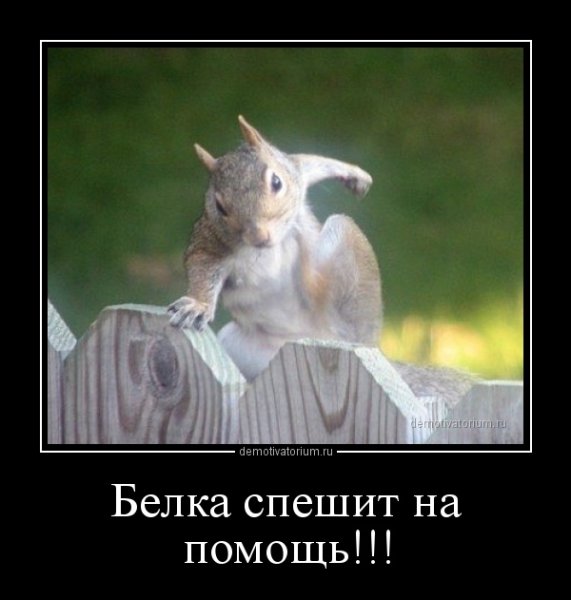 Шутки про белочку