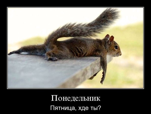Шутки про белочку