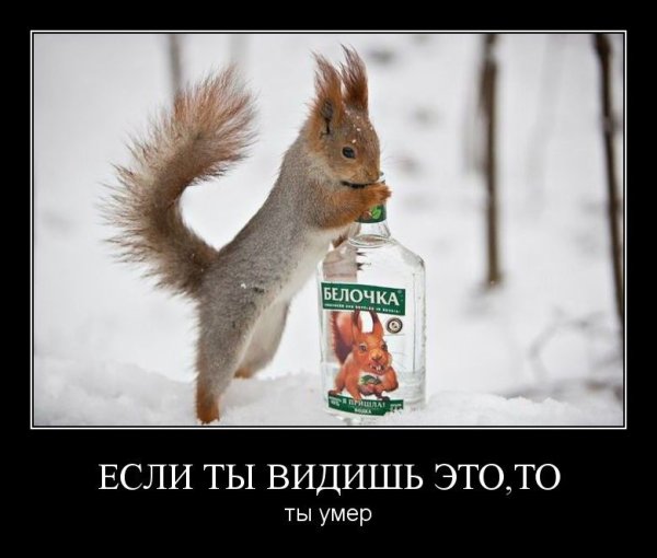 Картинки прикольные демотиваторы